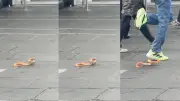 Escaped snake lunges at shoppers in Glasgow city centre