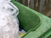 Five simple ways to keep maggots out of food bins in Birmingham