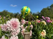 Flora Fields at Webbs of Wychbold: A Colorful Day Out Near Birmingham