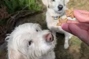 Forthglade Dog Treats Subscription: 20% Off Multipack Deal
