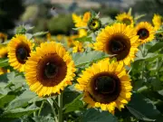 Free Sunflower Field Near Birmingham: Beckett's Farm Open All August