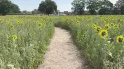 Free Sunflower Garden Party Every Day in August at Becketts Farm