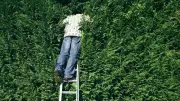 Garden Privacy: Legal Risks of Common Fixes Revealed
