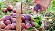 Gardening expert shares 5 cheap tricks to protect plums from pests and rot