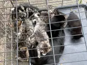 Gentle cat found dumped in Birmingham cage with kittens needs new home