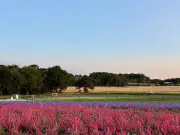 Heatwave Impact on Shropshire Petal Fields Near Birmingham