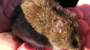 Hidden Mammals of Manchester's Mosslands Revealed by Camera Traps