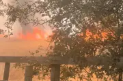 Horses Rescued as Stourbridge Battles 40 Acres of Fires
