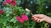 How to Protect Roses from Black Spot and Mildew in Hot Weather