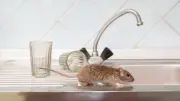 How to Stop Rats Entering Your Home This Summer