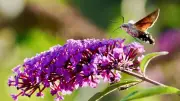 Hummingbird Hawk-moth numbers rocket after hot Sefton summer