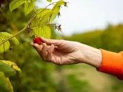 Law confirmed: picking fruit from neighbour's overhanging trees could lead to £300 fine