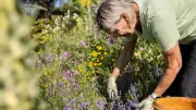 Leave Garden Trimmings as 'Green Gold' Mulch, Expert Urges