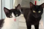 Lord of the Rings Kittens Seek Forever Homes in West Midlands