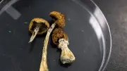 Magic Mushroom Compound Shows Promise for Treatment-Resistant Depression