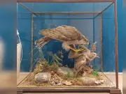 Man 'didn't know' selling taxidermied goshawk online was illegal
