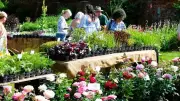 Middleton Hall Summer Plant Hunters' Fair: £4 Entry, Free for Under 16s