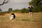 Midlands Rural Retreat: A Dog Owner’s Paradise