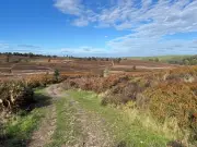 Missing Cannock Man Found Dead at Cannock Chase Beauty Spot