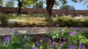 Moya Cole Hospice Garden Party Celebrates New Heald Green Opening