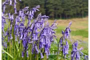 National Trust West Midlands site at wildfire risk