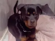 Owner's Heartbreak as Rottweiler Found Stabbed to Death