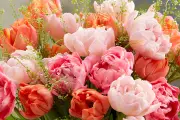 Plant Peony-Style Tulip Bulbs in August for Spring Bouquets