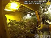 Police dismantle £500k underground cannabis farm near Wolston