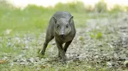 Rare Babirusa Piglet Born at Chester Zoo as Species Faces Extinction