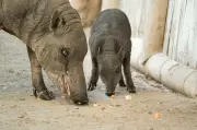 Rare pig deer born at Chester Zoo as swine fever threatens species