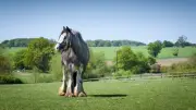 Remus Horse Sanctuary appeals for hay funds as prices soar