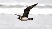 Seabird Spectacle: How Westerly Winds Bring Ocean Wanderers to Liverpool Bay