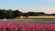 Shropshire Petal Fields Reopens for Limited Summer Run in Newport