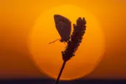 Sleeping Butterfly Silhouetted by Glorious Shropshire Sunset