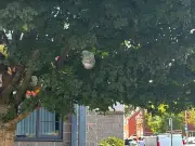 Smethwick resident disgusted as dirty nappies dumped in tree attract rats