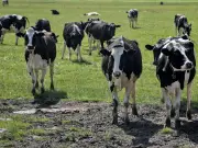 Somerset Farm Near A303 to Be Sold to Fund Frontline Services