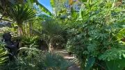 Tropical garden trend: Expert advice on exotic plants for UK gardens