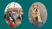 Two Dogs Bella Bear and Luna Seek Loving Homes from RSPCA Southport Centre