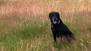 Understanding Your Dog: Expert Tips from Vic Barlow