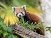 West Midlands Safari Park shares adorable red panda cub photos