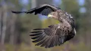 White-tailed eagles return to Exmoor after 200 years