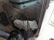Woman who left dog to starve to death in Birmingham home claimed she was 'escaping gang'