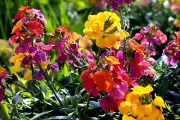 YouGarden Autumn Bedding Plant Collection Deal at £19.97