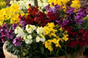 YouGarden Wallflower Deal: 60 Plug Plants for £9.99