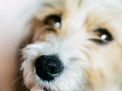 Dog owners face £500 fine for microchip errors when moving house