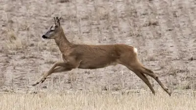 Roe Deer Thrive on Sefton Coast: How to Spot Them Safely