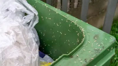 Warm summer sparks maggot surge in bins: expert tips to stop fly infestations