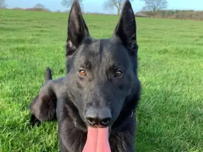 West Midlands Police dog Snow retires on birthday after eight years