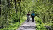 Hem Heath Woods upgraded with £127k for paths, trees and bluebells