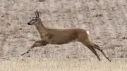 Roe Deer Thrive on Sefton Coast: How to Spot Them Safely